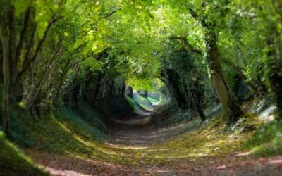 Stunning country walks in beautiful Sussex