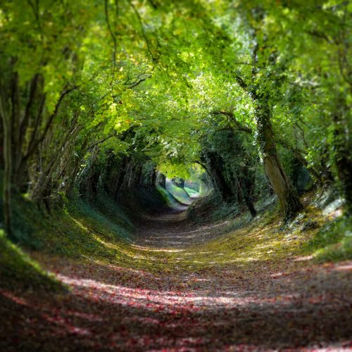 Stunning country walks in beautiful Sussex